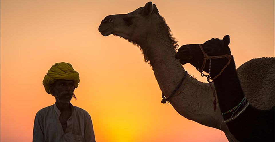 CAMEL SAFARIS: CAMEL SAFARI IN PUSHKAR