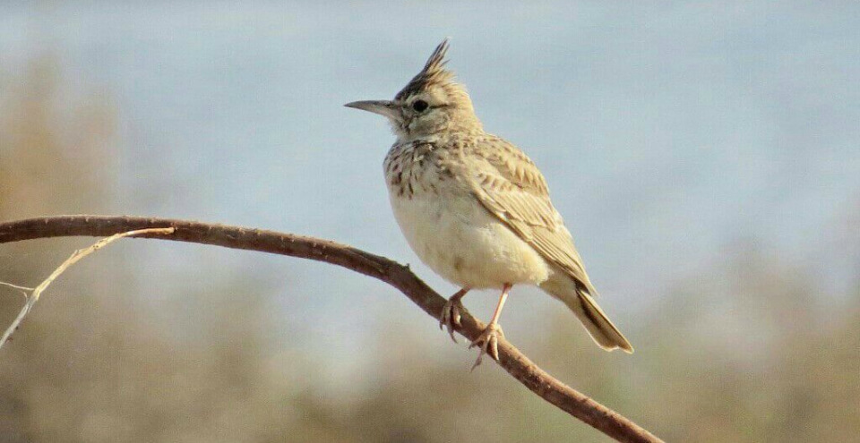 बड़ोपल झील में पक्षी अवलोकन