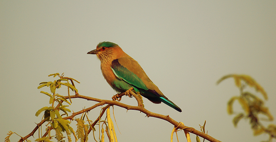 WILDLIFE SAFARI IN GAJNER SANCTUARY