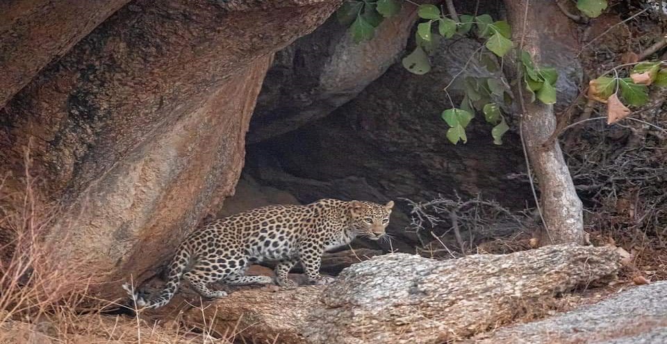 Jawai wild life Safari