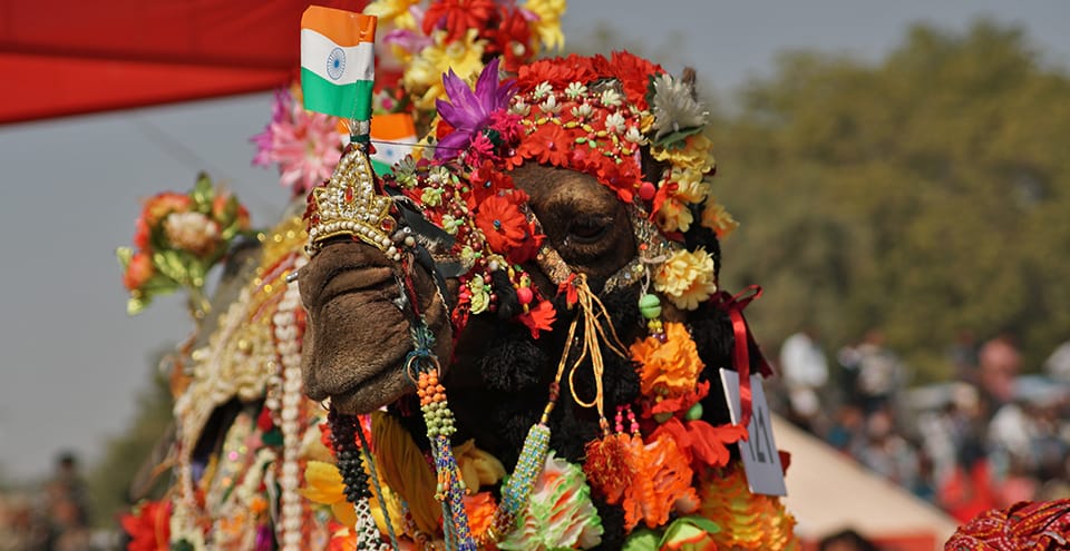 Bikaner Camel Festival 2018