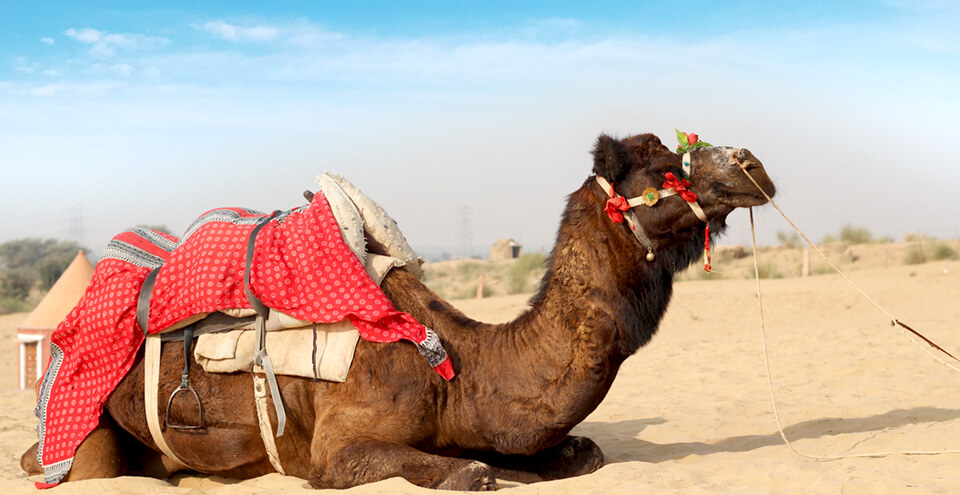 Bikaner Camel Festival 2019