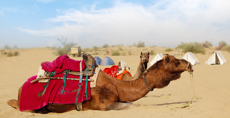 Bikaner Camel Festival 2019