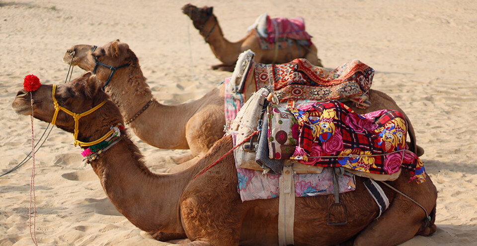 Bikaner Camel Festival 2019