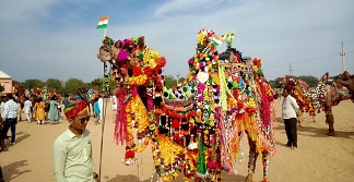 Bikaner Camel Festival-2022