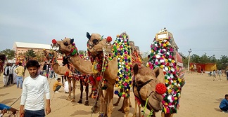 Bikaner Camel Festival-2022