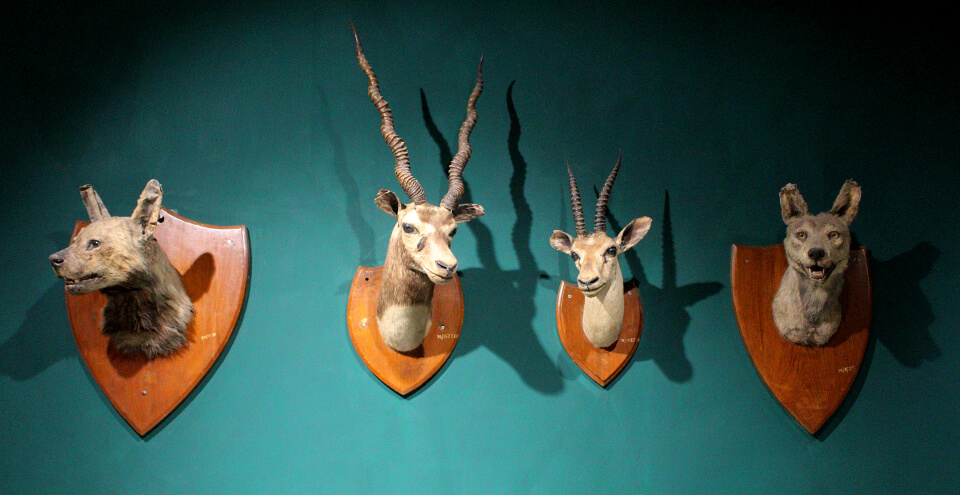 Jodhpur Government Museum