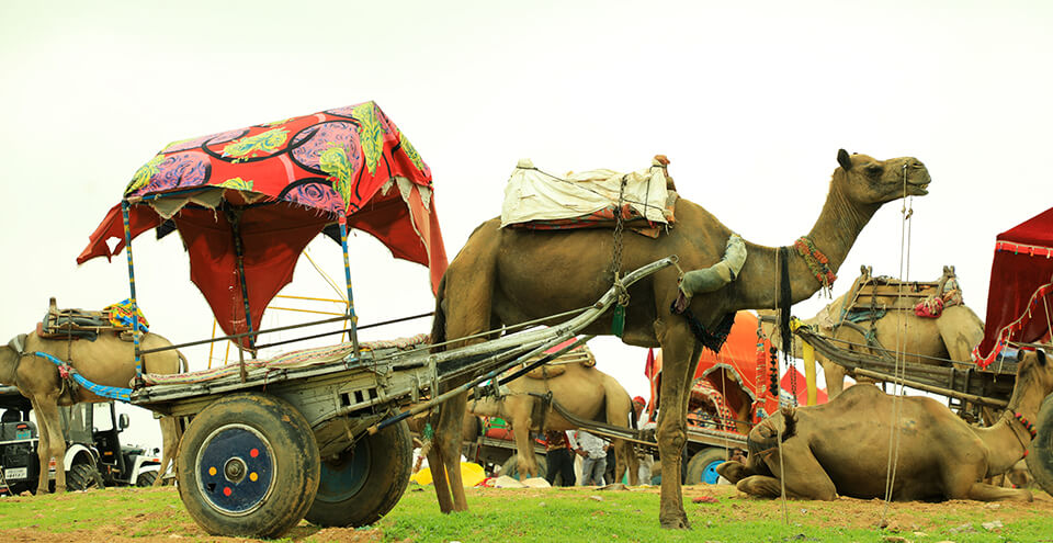 Camel Safari - Pushkar 