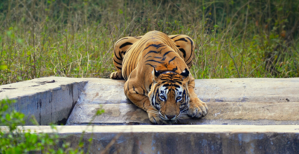 Sariska National Park - Alwar