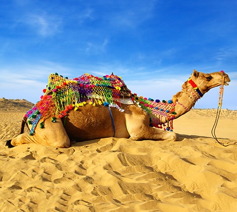 Have you been to the Camel festival of Bikaner?
