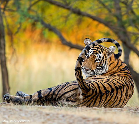 Answering the Call of the wild at Rajasthan