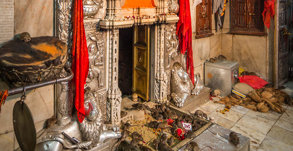 Karni Mata Temple