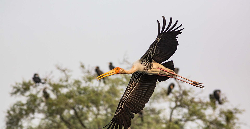 Birds Of Bharatpur