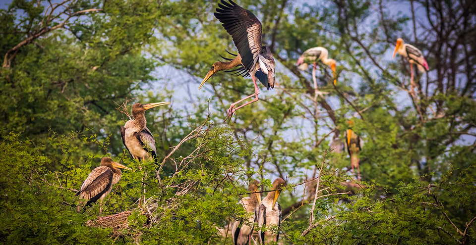 Birds Of Bharatpur