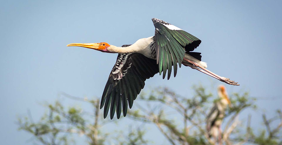 Birds Of Bharatpur
