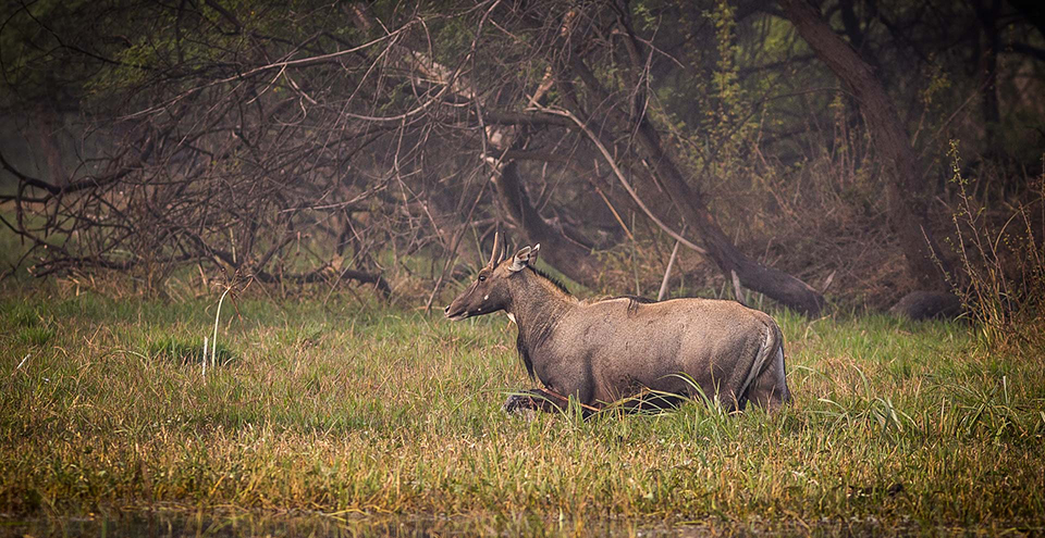 Animals Of Bharatpur