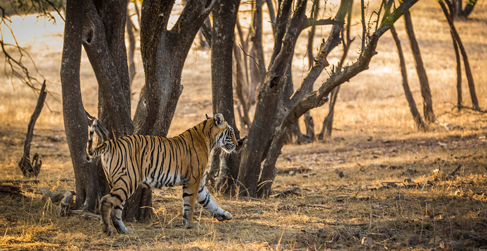 Tiger in Ranthambore