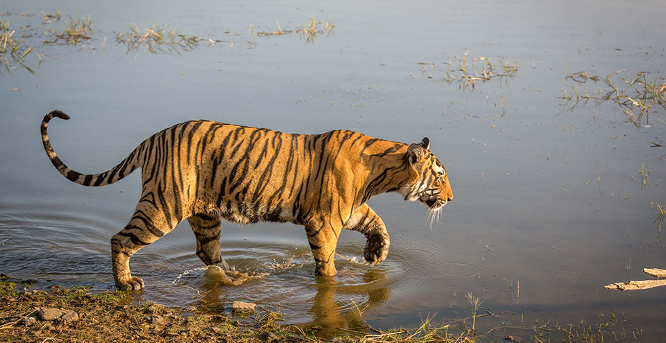 Tiger in Ranthambore