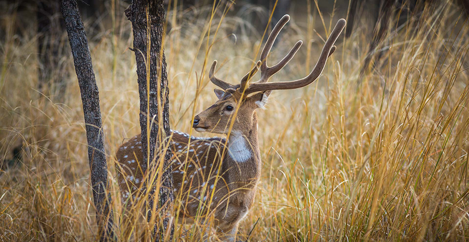 Deer in Ranthambore