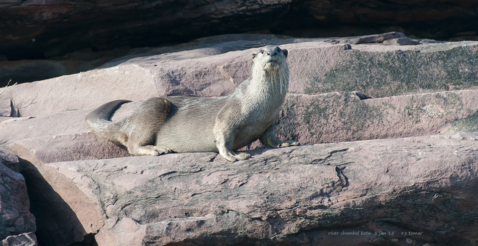Animals in Rajasthan