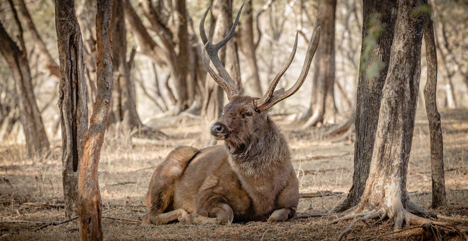 Animals of Ranthambore