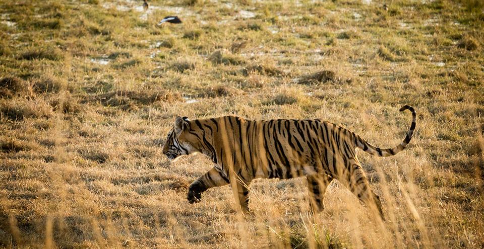 Tiger in Ranthambore