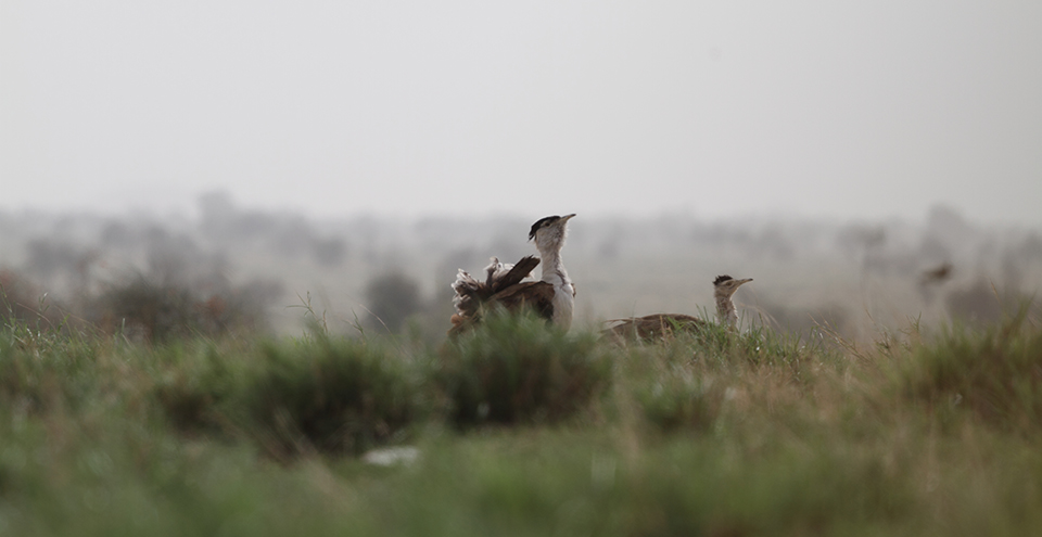 Birds Of Rajasthan