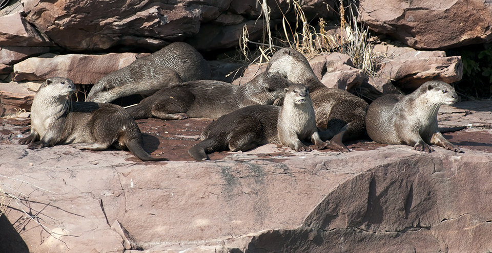 Otters