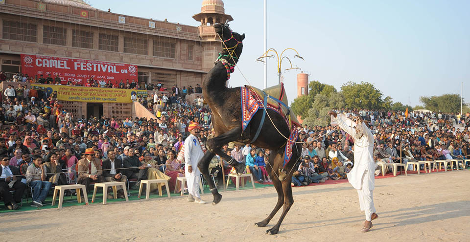 Bikaner Camel Festival