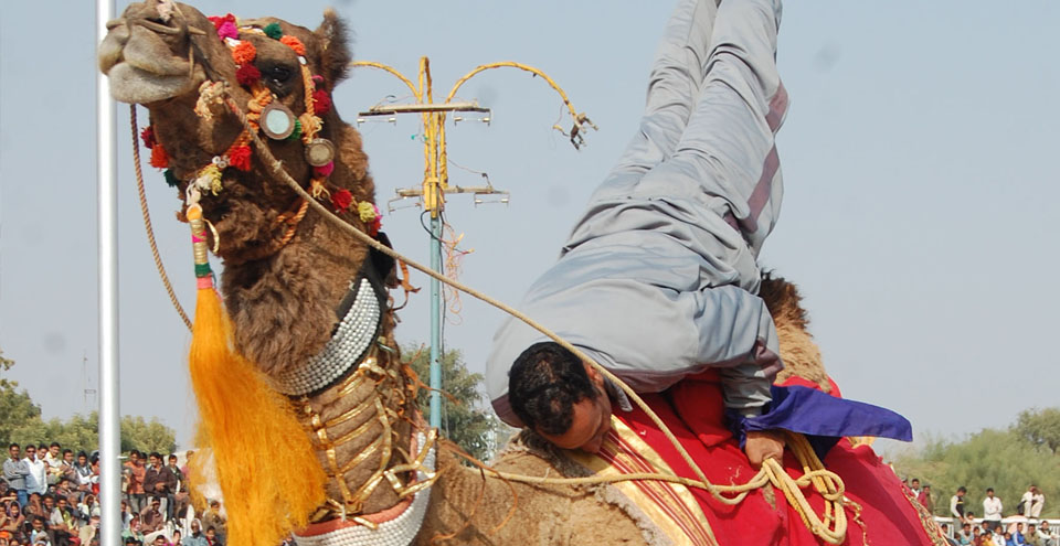 Bikaner Camel Festival
