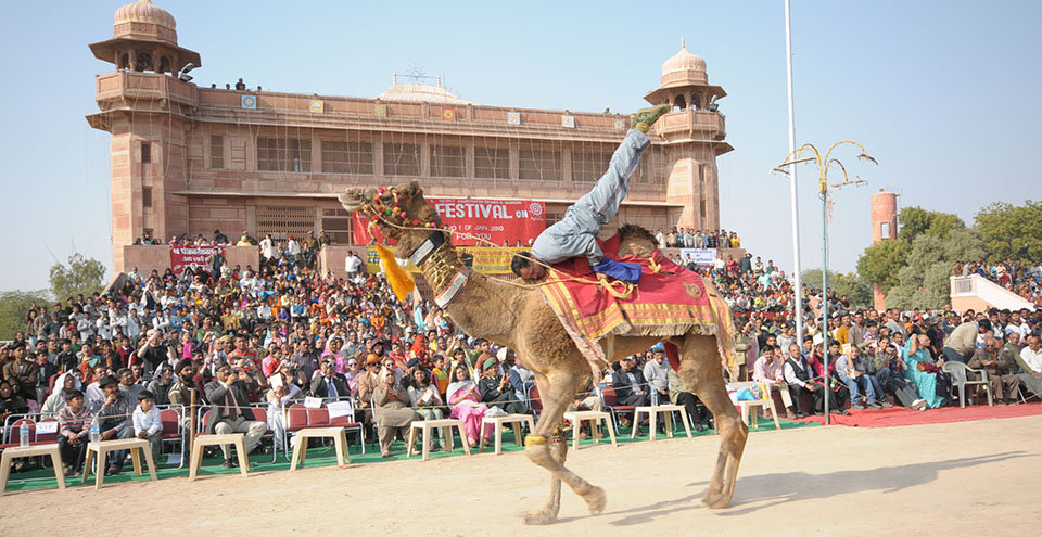 Bikaner Camel Festival