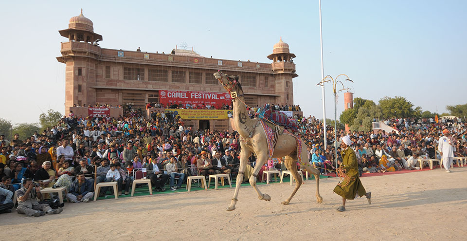 Bikaner Camel Festival