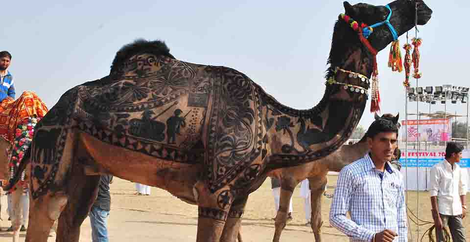Tattooed Camel