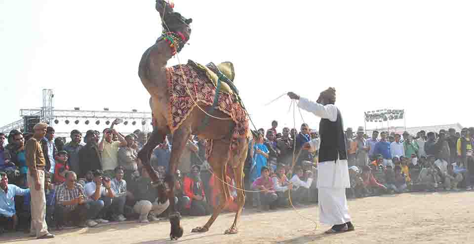 Bikaner Camel Festival