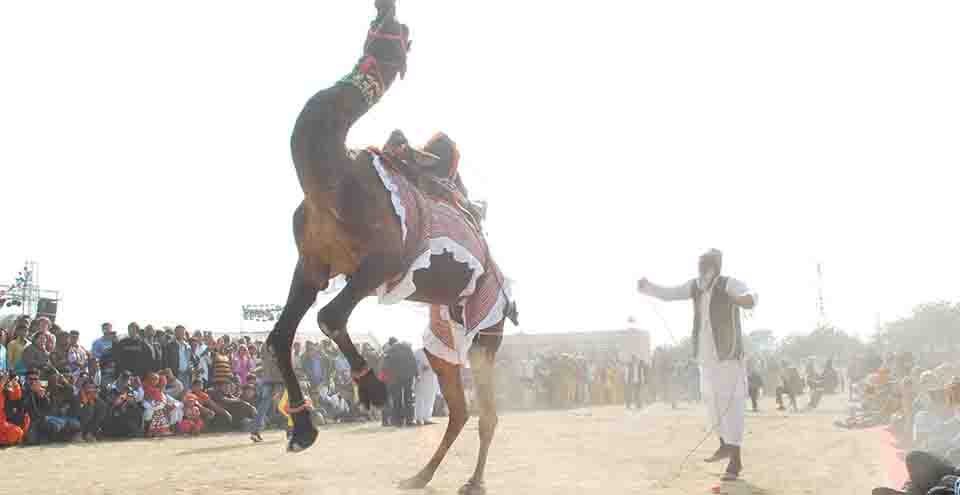 Bikaner Camel Festival