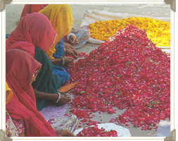 Rose Plucking